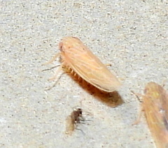 Graminella sonora
