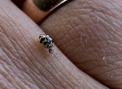 Psyllobora confluens