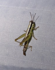 Gymnoscirtetes rex