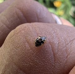 Psyllobora confluens