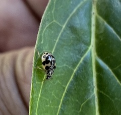 Psyllobora confluens