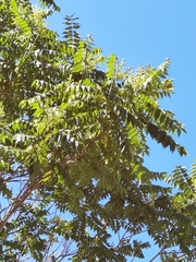 Ailanthus altissima
