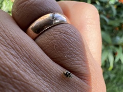 Psyllobora confluens