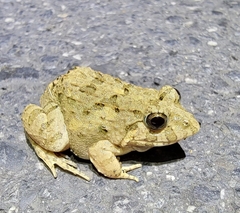 Fejervarya multistriata