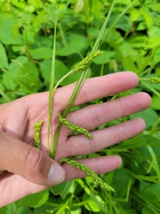 Carex davisii