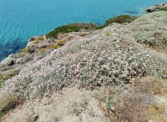 Convolvulus oleifolius
