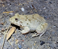 Fejervarya multistriata