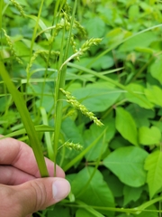 Carex davisii