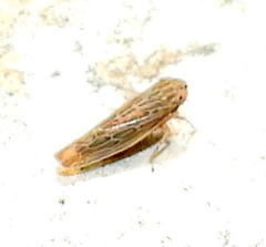 Graminella sonora