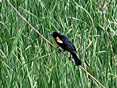 Agelaius phoeniceus
