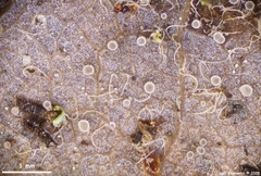 Fuscolachnum misellum