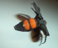 Pygodasis ephippium ephippium