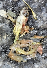 Fejervarya multistriata