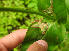 Phytomyza penstemonis