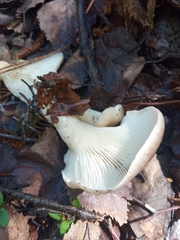 Pleurotus ostreatus