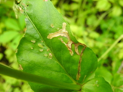 Phytomyza penstemonis