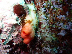 Cnemidocarpa finmarkiensis