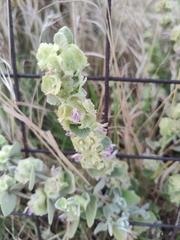 Pseudodictamnus acetabulosus