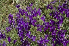 Delphinium decorum tracyi