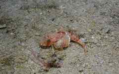 Large-Scaled Gurnard photo 2