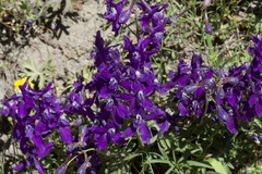 Delphinium decorum tracyi