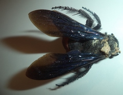 Pygodasis ephippium ephippium