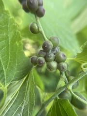 Celticecis oviformis