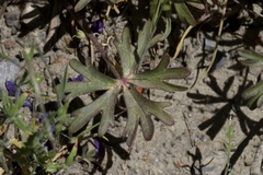 Delphinium decorum tracyi