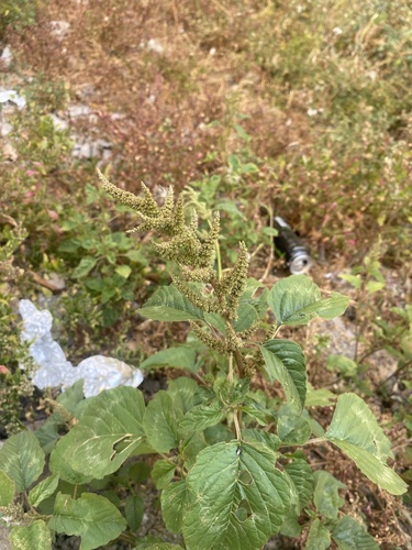 Amaranthus viridis image