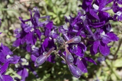 Delphinium decorum tracyi