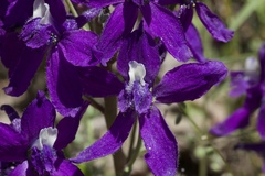 Delphinium decorum tracyi