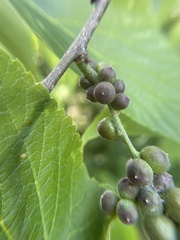 Celticecis oviformis