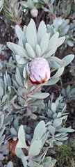 Protea pendula