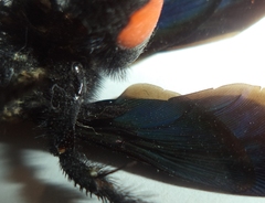 Pygodasis ephippium ephippium