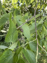 Celticecis oviformis