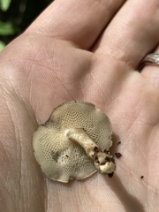 Lentinus arcularius
