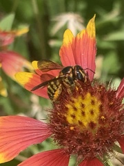 Dianthidium curvatum