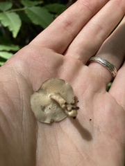 Lentinus arcularius