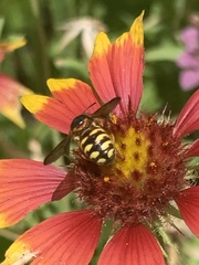 Dianthidium curvatum