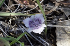 Calochortus tolmiei