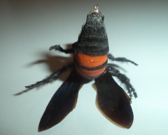 Pygodasis ephippium ephippium