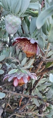 Protea pendula