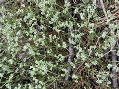 Scleranthus perennis