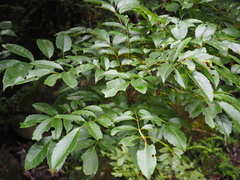 Meliosma rhoifolia