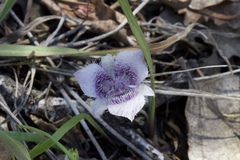 Calochortus tolmiei