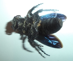 Pygodasis ephippium ephippium