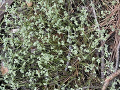 Scleranthus perennis