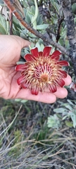 Protea pendula