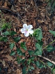Mirabilis longiflora