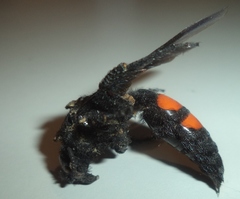 Pygodasis ephippium ephippium